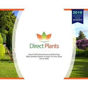 Cherry Laurel Evergreen Hedging Plants Large 3-4ft in 3 Litre Pots - Green / 5 by Direct Plants