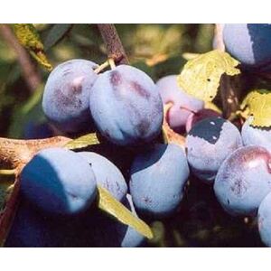 Prunus Damson Merryweather Plum Fruit Tree 5-6ft 7.5L Pot - Purple