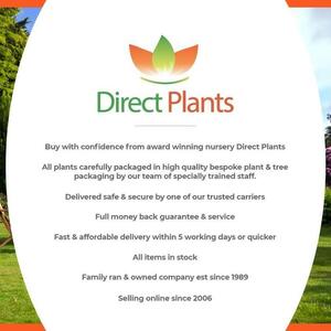 3x Cytisus Boskoop Ruby Garden Broom Shrubs By Direct Plants - Red by Direct Plants