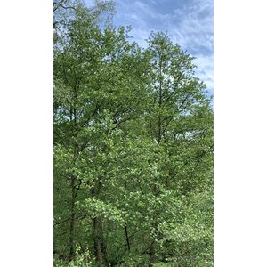 Alder Tree Alnus Glutinosa - Brown / 30-60cm Tall by Cotswold Trees
