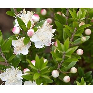 Myrtus Tarentina Fragrant Evergreen Shrub Supplied in a 3 Litre Pot - White by Direct Plants