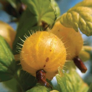 Gooseberry Hinnomaki Yellow Potted Plant - Yellow by Thompson & Morgan