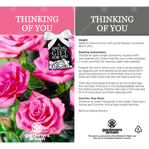 Thinking of You Rose Bush - Pink by Gardeners Dream