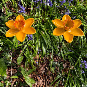 Cast Iron Daffodil Bird Feeder Flower Dish - Yellow / 2 by Selections