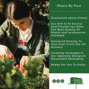 Thinking of You Deep Crimson Hybrid Tea Rose - Crimson by Plants By Post