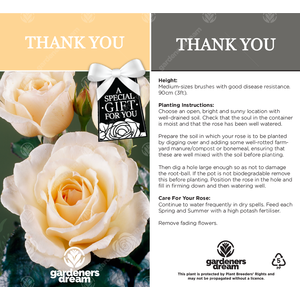 Thank You Rose Bush - Cream by Gardeners Dream