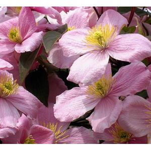6x Mixed Large Clematis Climbing Plant Selection Pack 3ft Tall - Pink by Direct Plants