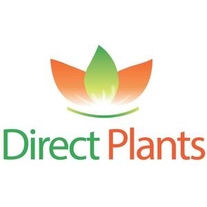 3x Cytisus Boskoop Ruby Garden Broom Shrubs By Direct Plants - Red by Direct Plants