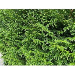 X10 Gelderland Western Red Cedar 3-4ft 3L Pots - Green by Direct Plants
