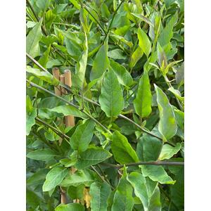 Solanum Jasminoides Alba Climbing Plant 3-4ft - Green by Direct Plants