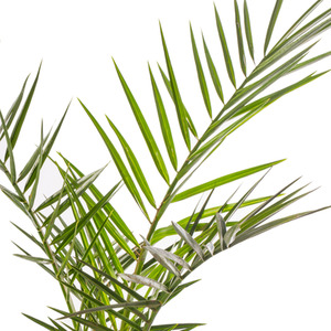 Phoenix Canariensis Palm Tree by Gardeners Dream