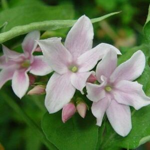 Jasminum Stephanense Highly Fragrant Climbing Plant 3-4ft 3L Pot - Pink by Direct Plants