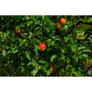 Apple Queen Cox Fruit Tree 6ft, 12L Pot by Directplants - Orange by Direct Plants