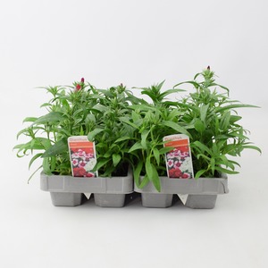 Dianthus Mixed 12 Pack - Colorful, Garden Ready Plants - Pink by Plants By Post