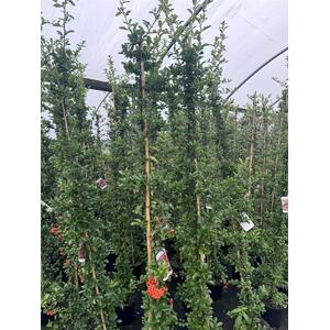 Pyracantha Orange Glow Shrub 2-3ft Large Supplied in a 3 Litre Pot - Red by Direct Plants