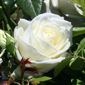 Silver Anniversary Elegant White Hybrid Tea Rose - Creamy White by Plants By Post