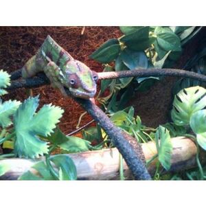 Swell Reptiles Bendable Jungle Vine by Swell Reptiles