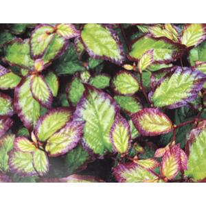 Parrotia Persica Persian Spire Ironwood Tree 2-3ft 3L Pot - Grey by Direct Plants