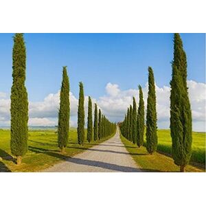 Italian Cypress Tree Cupressus Sempervirens 3.5-4ft Tall in a 10L Pot - Green by Direct Plants