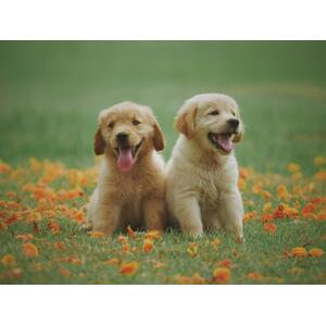 The Pet Freindly Hardy Shrub Garden Border Mix Large Mature Plants by Direct Plants