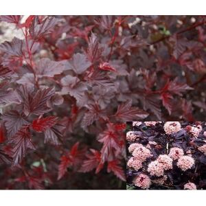 Physocarpus Lady in Red Shrub 3-4ft 3L Pot - Red by Direct Plants