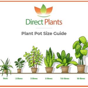 3x Cytisus Boskoop Ruby Garden Broom Shrubs By Direct Plants - Red by Direct Plants