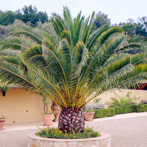 Phoenix Canariensis Palm Tree by Gardeners Dream