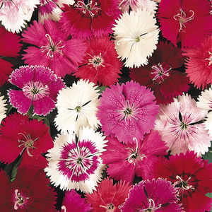 Dianthus Mixed 12 Pack - Colorful, Garden Ready Plants - Pink by Plants By Post