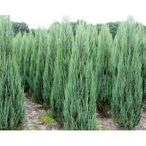 5x Juniperus Skyrocket Trees Rocky Mountain Juniper 2ft in a 3L Pots - Green by Direct Plants