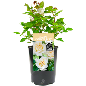 Anniversary Rose Bush - Cream by Gardeners Dream