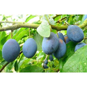Plums King Of Damsons Fruit Tree 6ft, 12L Pot by Directplants - Purple by Direct Plants