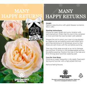 Many Happy Returns Rose Bush - Cream by Gardeners Dream