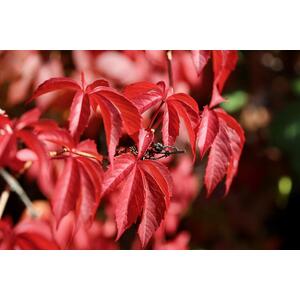 Virginia Creeper Parthenocissus 3-4ft 3L Pot - Green by Direct Plants