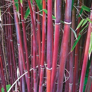 Fargesia Asian Wonder Umbrella Bamboo Potted Plant by Thompson & Morgan