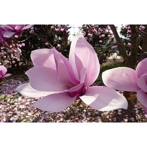 3-4Ft Magnolia Soulangeana Plant - Fragrant Tree - 3L - green by Direct Plants