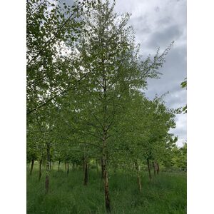 Silver Birch Tree Betula Pendula - Brown / 30-60cm Tall by Cotswold Trees