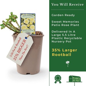 Sweet Memories Rose 5.5L Fragrant Yellow Patio Rose - Lemon Chiffon by Plants By Post