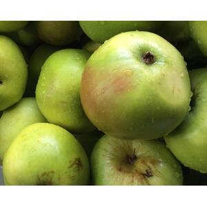Apple Bramley 20 Fruit Tree 6ft, 12L Pot by Directplants - Green by Direct Plants