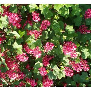 Ribes Pulborough Scarlet Colourful Garden Shrubs Pack of 3 - Pink by Direct Plants