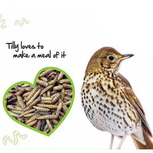 Wild Bird Wildly Tasty Dried Calci Worms 500g