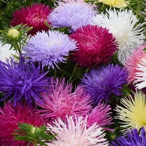 Aster Starlight Mixed Garden Ready Plants - Green by Thompson & Morgan