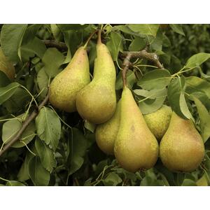Pear Conference Fruit Tree 6ft, 12L Pot by Directplants - Green by Direct Plants
