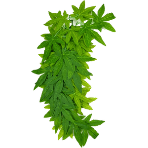 Swell Reptiles Abutilon Plant by Swell Reptiles