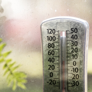 T Rex Clear Mounting Tape by T-Rex