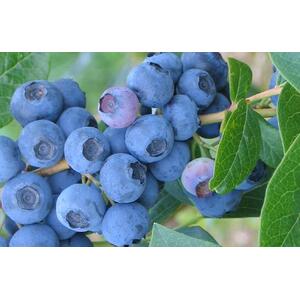 Vaccinium Corymbosum Bluecrop Blueberry Plant 2L Pot - White by Direct Plants