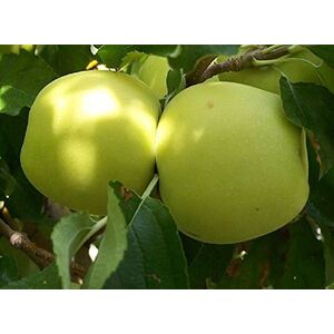 Malus Golden Delicious Apple Fruit Tree mm106 - Green by Direct Plants