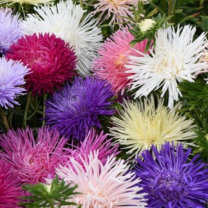 Aster Starlight Mixed Garden Ready Plants - Green by Thompson & Morgan
