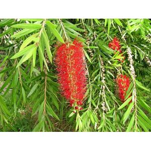 Callistemon Riginus Bottle Brush Shrub 4-5ft Extra Large in a 5 Litre Pot - Red by Direct Plants