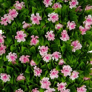 Expanding Artificial Foliage Screening - Cherry Blossom