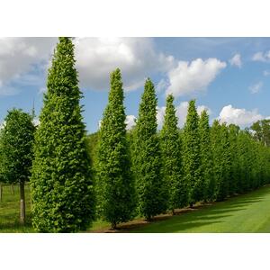 Carpinus Betulus Fastigiata Tree 5-6ft Tall in a 7.5L Pot - Green by Direct Plants